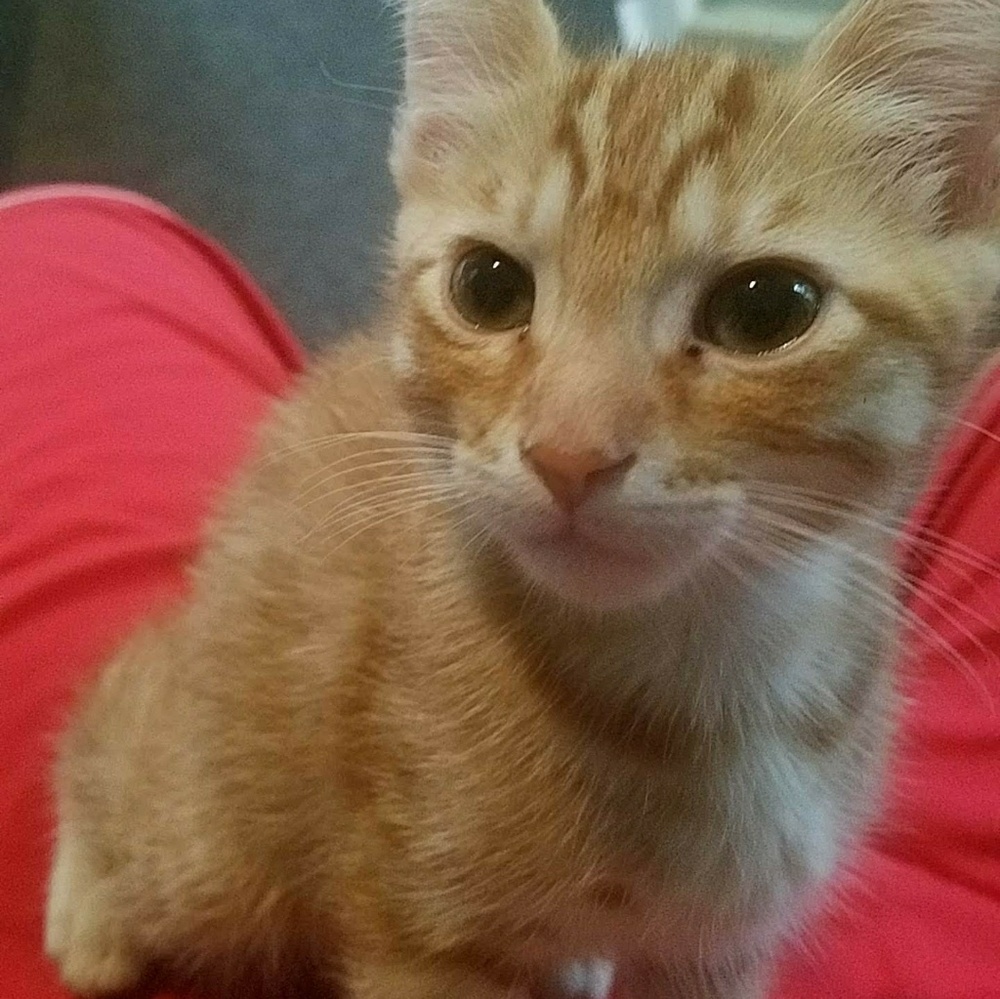 Meet your Posher, Israel